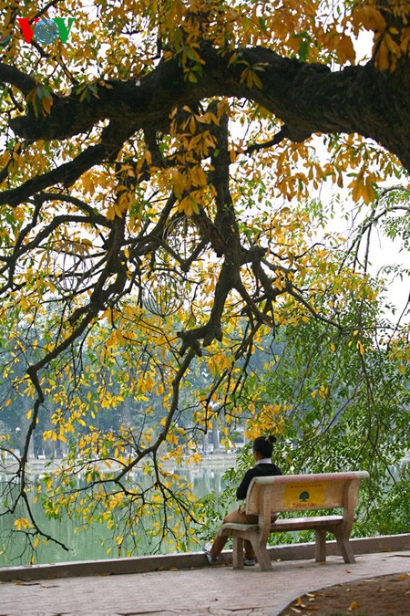 The ancient lecythidaceae trees by Hoan Kiem lake are shedding their leaves   - ảnh 4